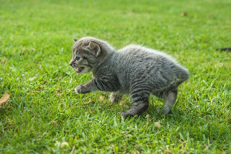 cat, pet, play, playful, explore, kitten, fun, grass, animal HD wallpaper
