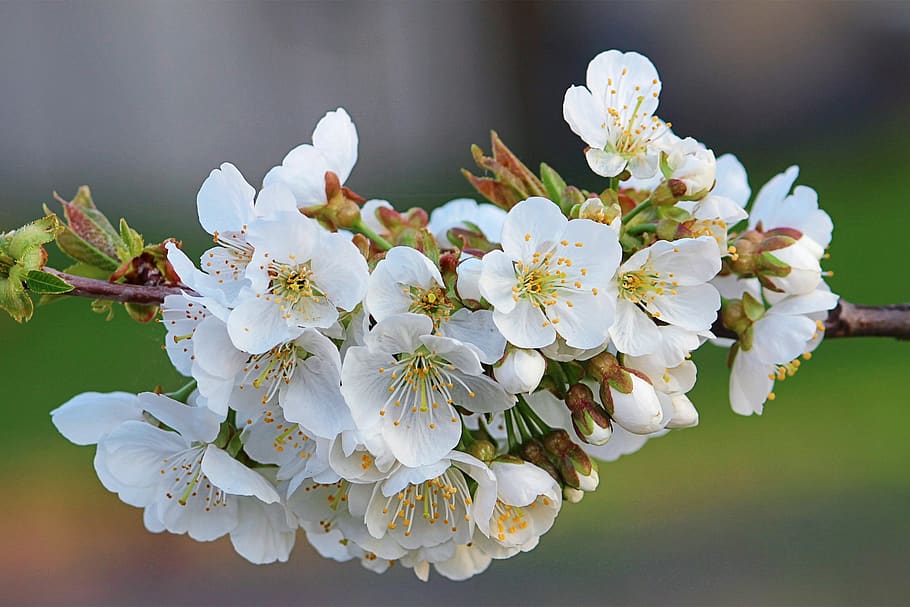flowers, branch, apple tree, spring, white, flowering plant HD wallpaper