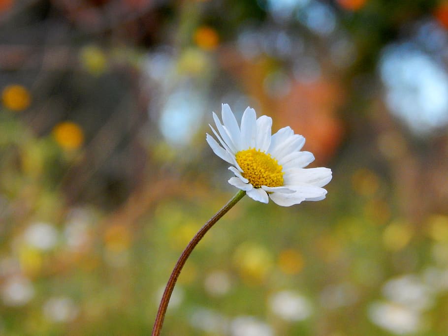 nature, flower, camomile, spring, plant, garden, yellow, flowering plant HD wallpaper