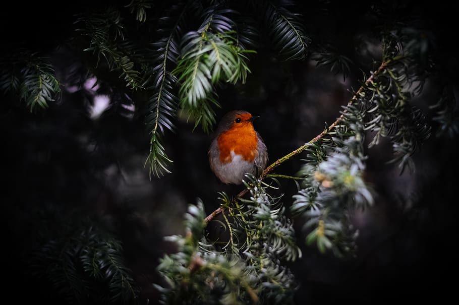 orange bird on tree branch, animal themes, vertebrate, animal wildlife HD wallpaper
