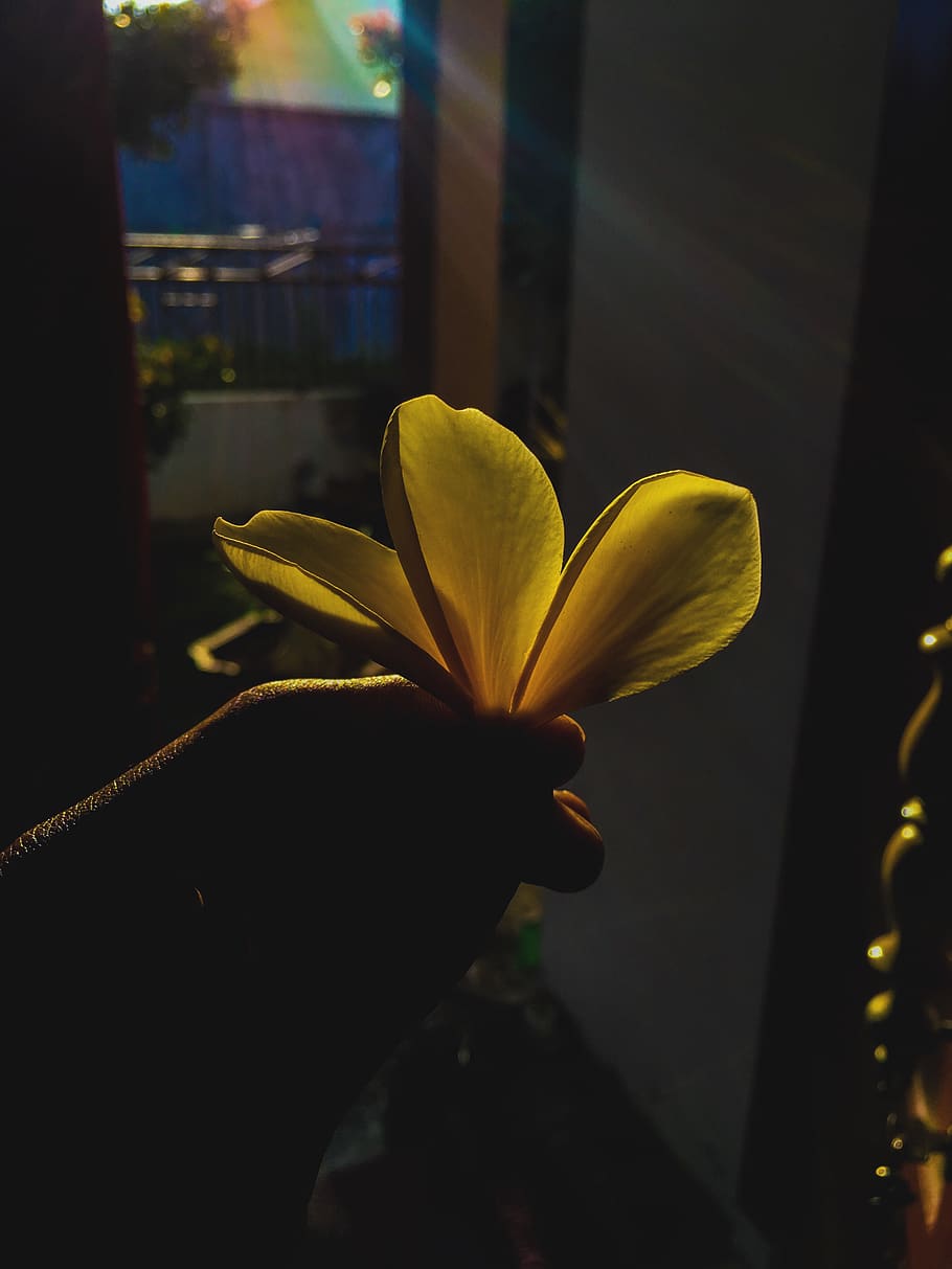 indonesia, palu, flower, flowering plant, vulnerability, focus on foreground HD wallpaper
