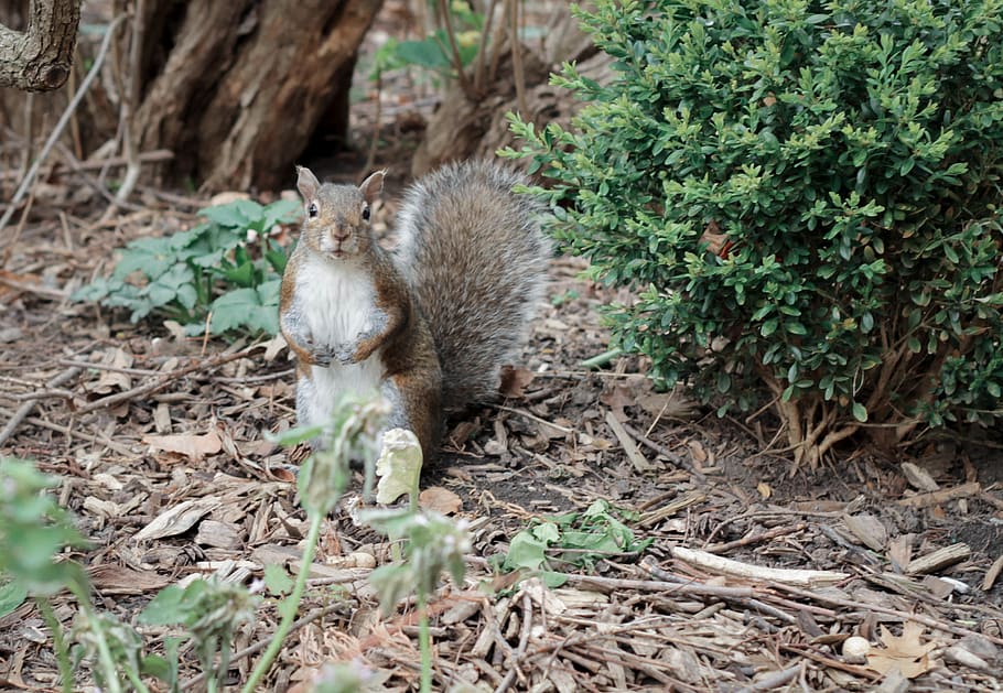 canada, windsor, jackson park, squirrel, animal, nature, animal themes HD wallpaper
