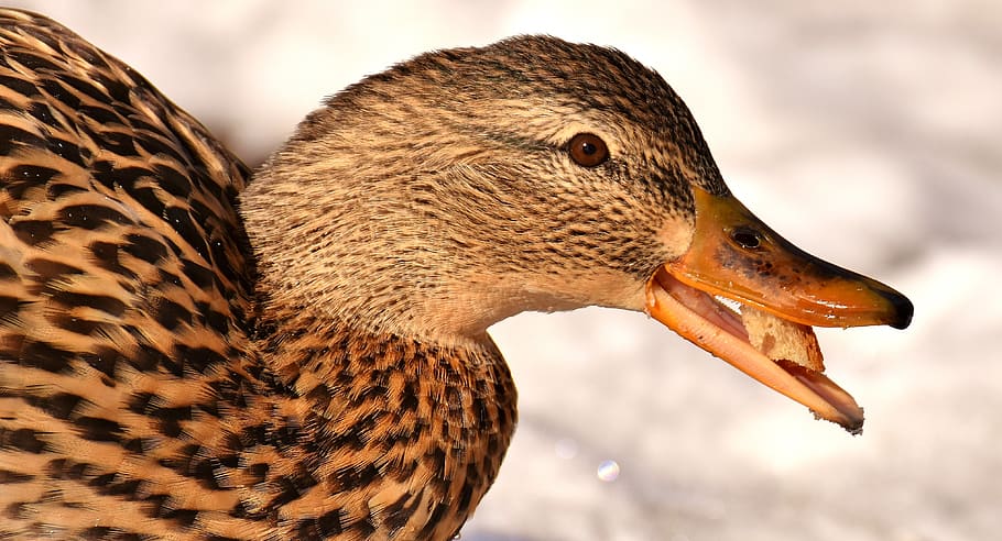 duck, mallard, eat, bread, snow, winter, cold, colorful, water bird HD wallpaper