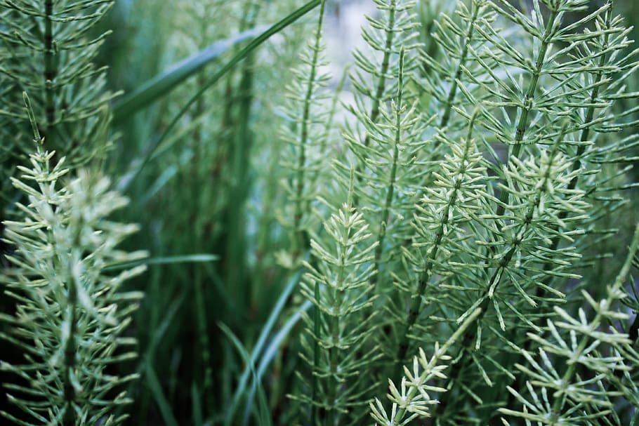 saltvik, plant, green, green color, growth, nature, close-up HD wallpaper