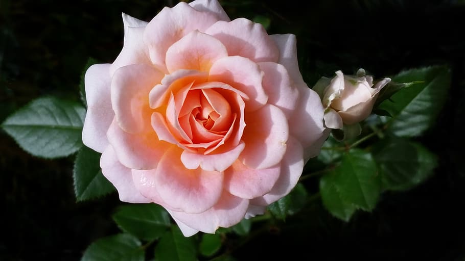 flower, rose, flora, leaf, nature, petal, plant, flowering plant HD wallpaper