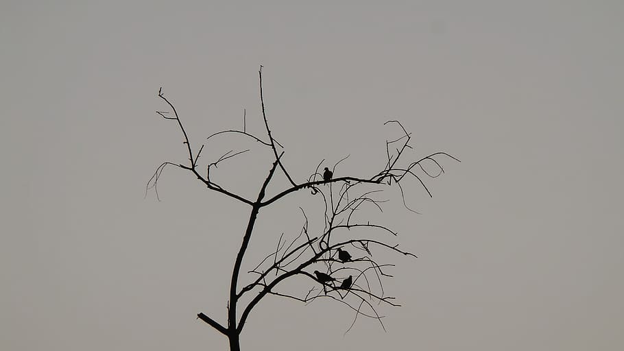 tree, plant, branch, bare tree, sky, low angle view, no people HD wallpaper