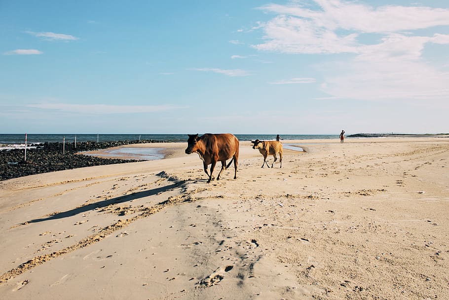 two brown cows on beach, person, human, cattle, animal, mammal HD wallpaper