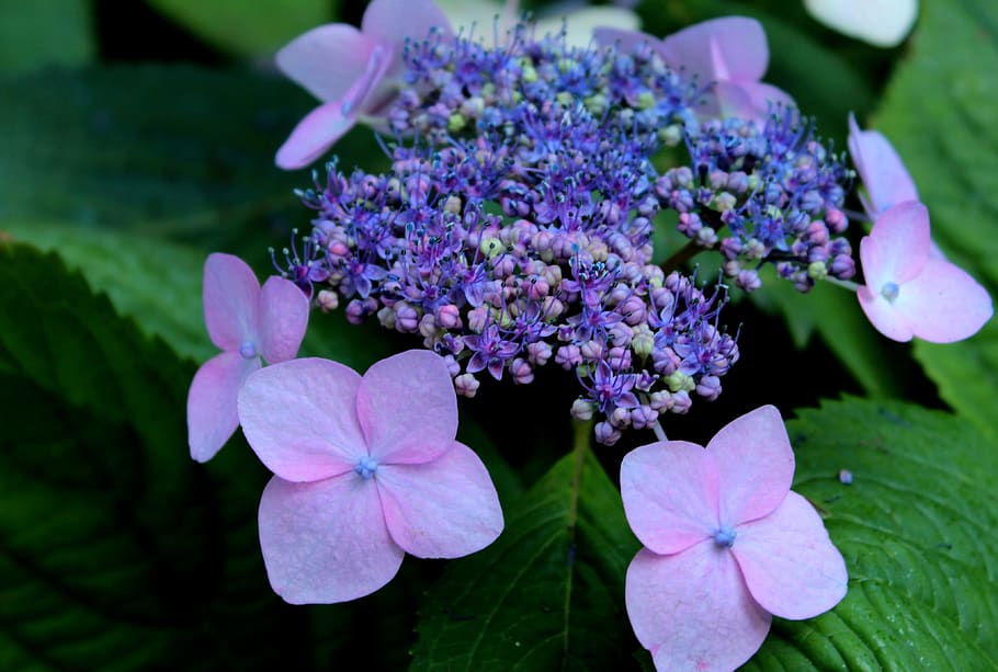 hydrangea, intense blue, flowers, sierheester, garden, flowering plant HD wallpaper