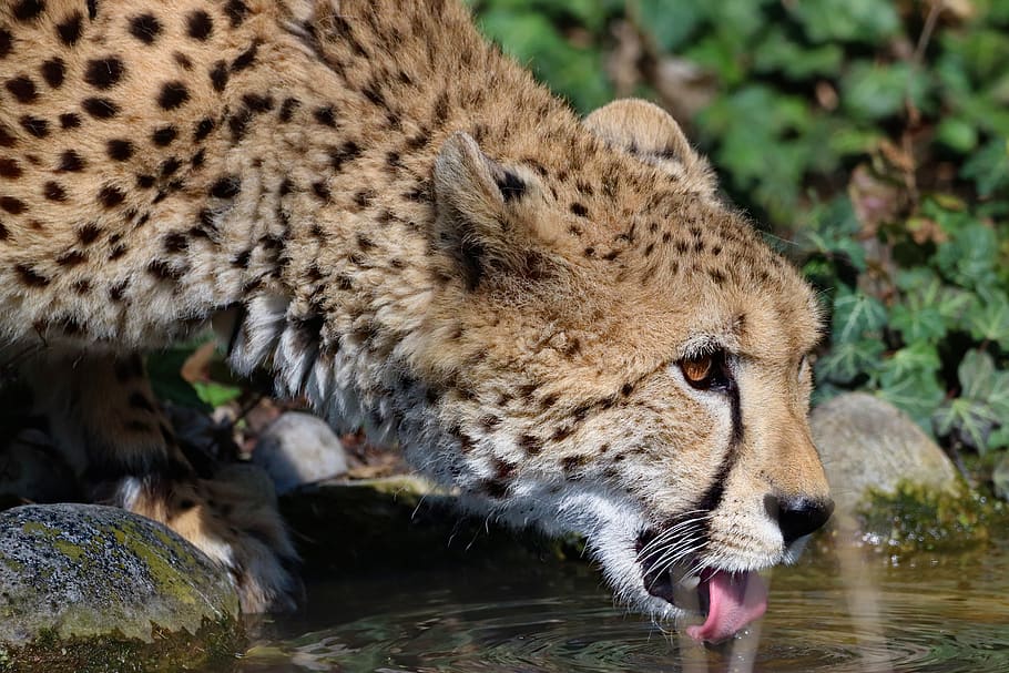 brown cheetah, animal, animal themes, mammal, animal wildlife HD wallpaper