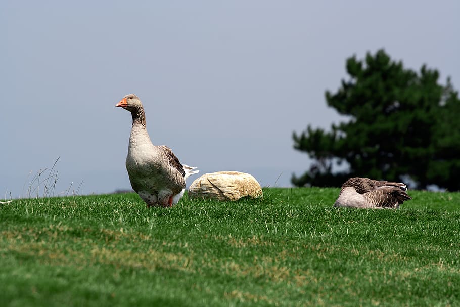 nature, meadow, grass, green, ducks, birds, animals, day, tail HD wallpaper