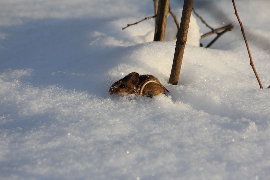winter, mouse, snow, nature, animal, wildlife, mammal, rodent HD wallpaper