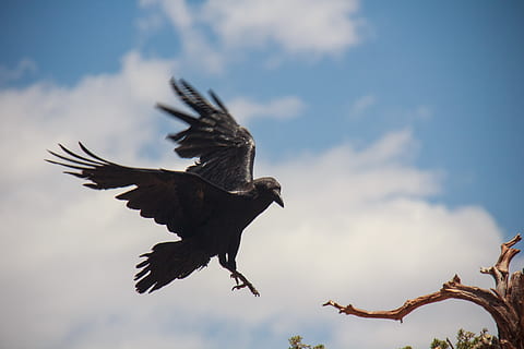 raven, bird, flying, black, wildlife, animal, wing, spread wings HD wallpaper