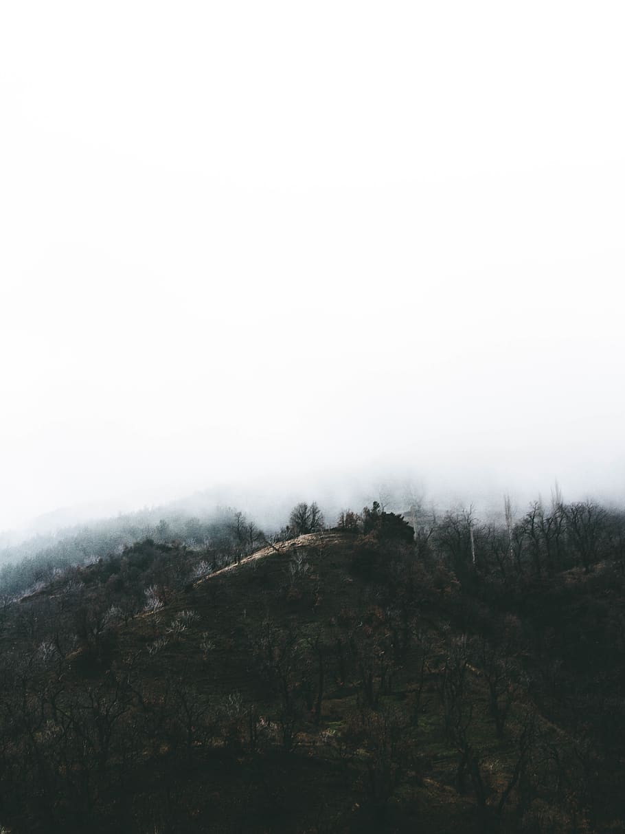 tree, trees, fall, winter, mountain, fog, cold, forest, beauty in nature HD wallpaper