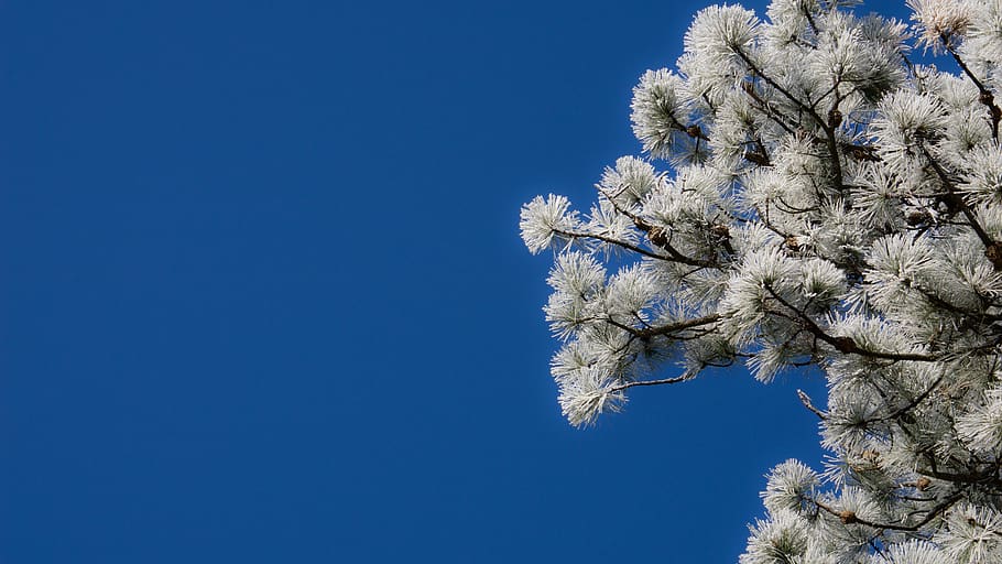tree, christmas, blue sky, plant, nature, clear sky, flower HD wallpaper