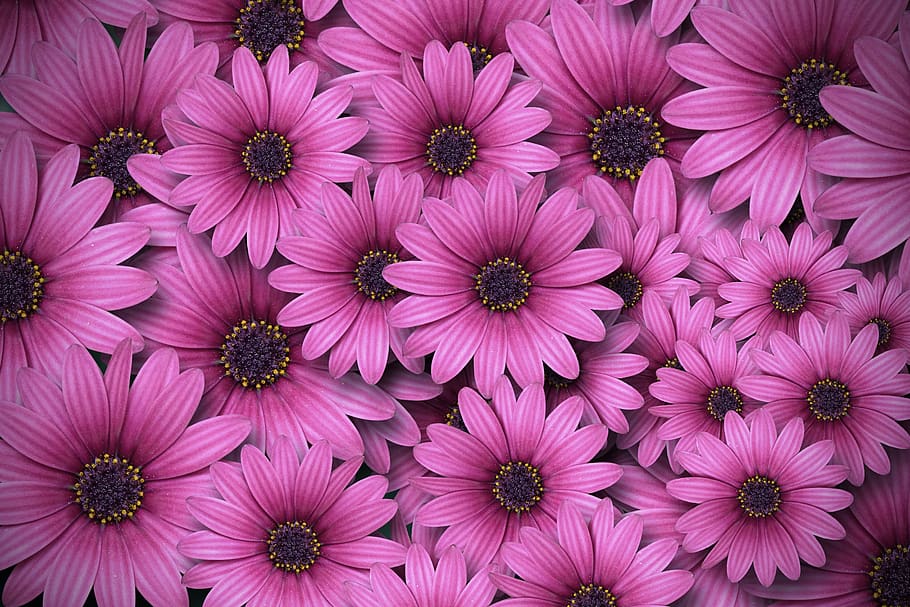 spring, flower, blossom, bloom, plant, flora, background, flowering plant HD wallpaper