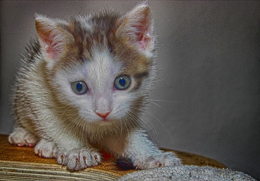 cat, small, hdr, kitten, pet, charming, young, animal, sweet HD wallpaper