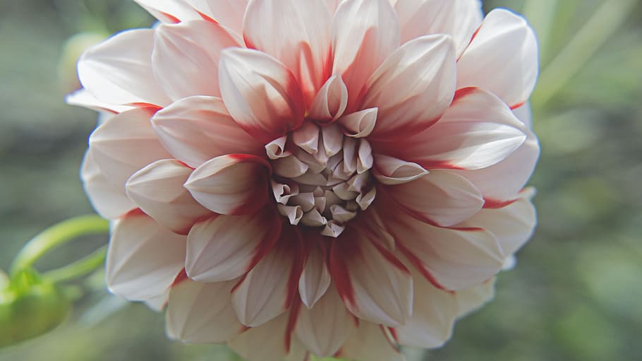 flower, red, bloom, blossom, plant, nature, flowering plant HD wallpaper