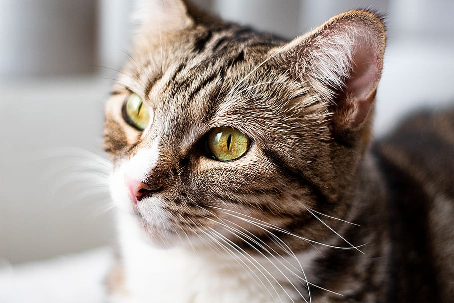 Brown Tabby Cat, adorable, animal, animal photography, animal portrait HD wallpaper