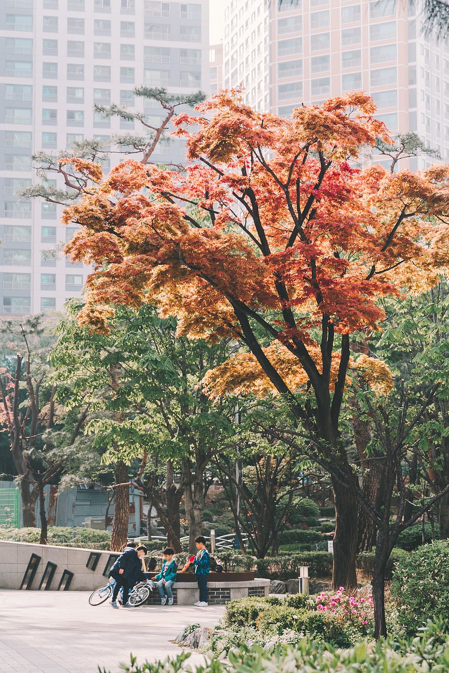 brown leafed tree, building exterior, plant, architecture, built structure HD wallpaper