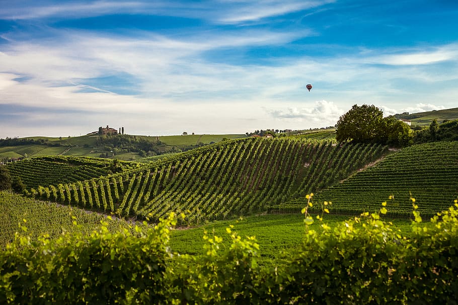 hill, hillside, monferrato, italy, landscape, plant, agriculture