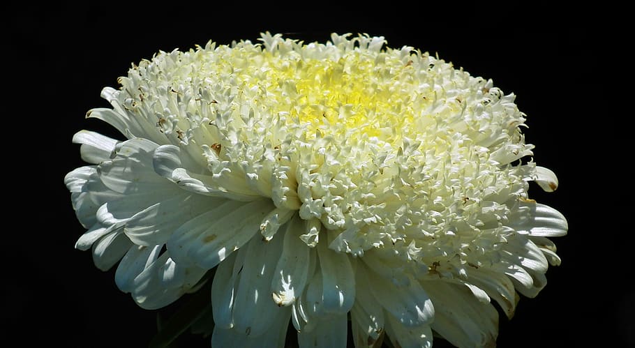 flower, aster, macro, garden, summer, nature, white closeup HD wallpaper