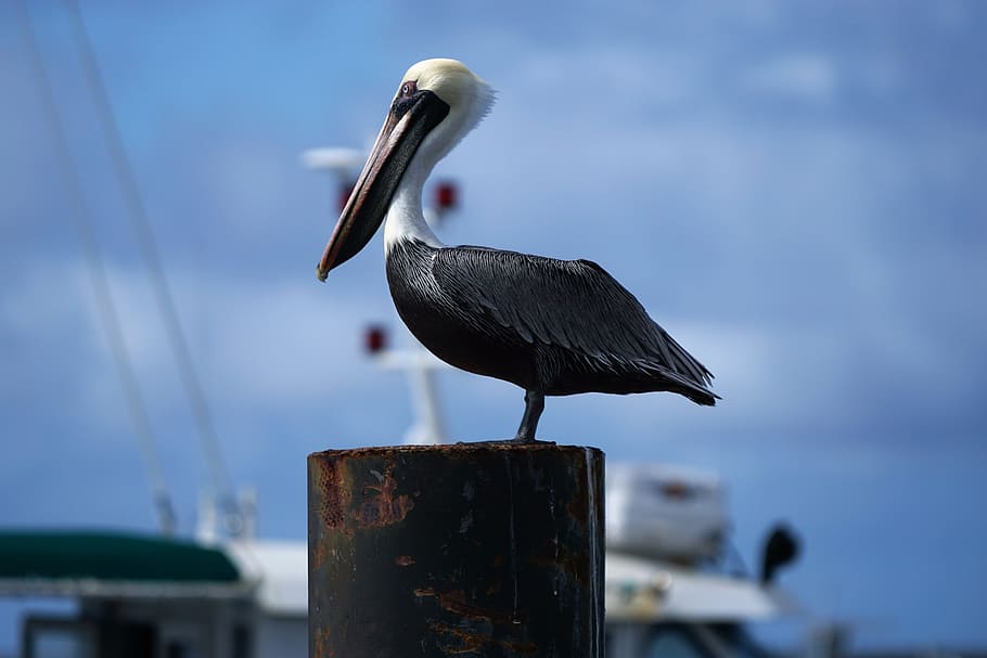brown and black bird on wooden post, boat, dock, seabird, deck HD wallpaper