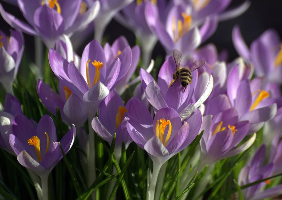 crocus, bee, pollen, spring, flowers, blossom, bloom, insect HD wallpaper