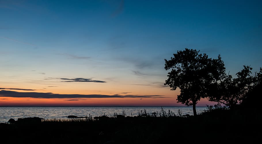 tree, wallpaper, sunset, nikon, d800, coastline, sea, kalmarsund