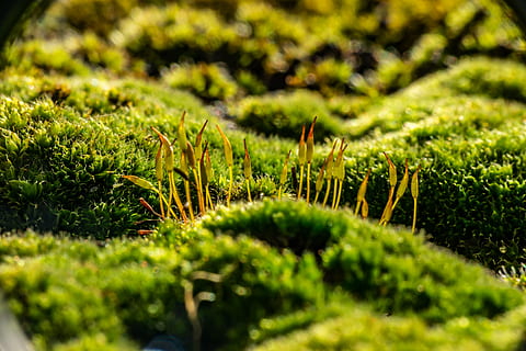 moss, macro, nature, forest, green, close up, forest floor HD wallpaper