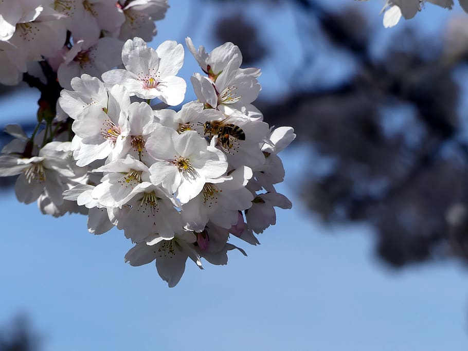 blossom, bloom, bee, spring, animal, flowering plant, fragility HD wallpaper