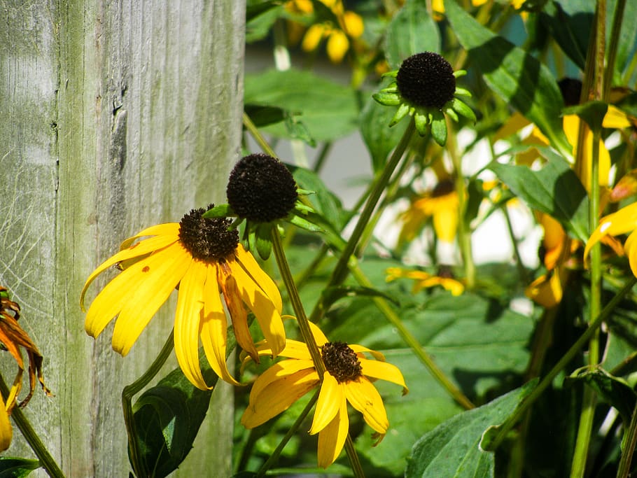 sunflowers, garden, flowering plant, yellow, freshness, growth HD wallpaper