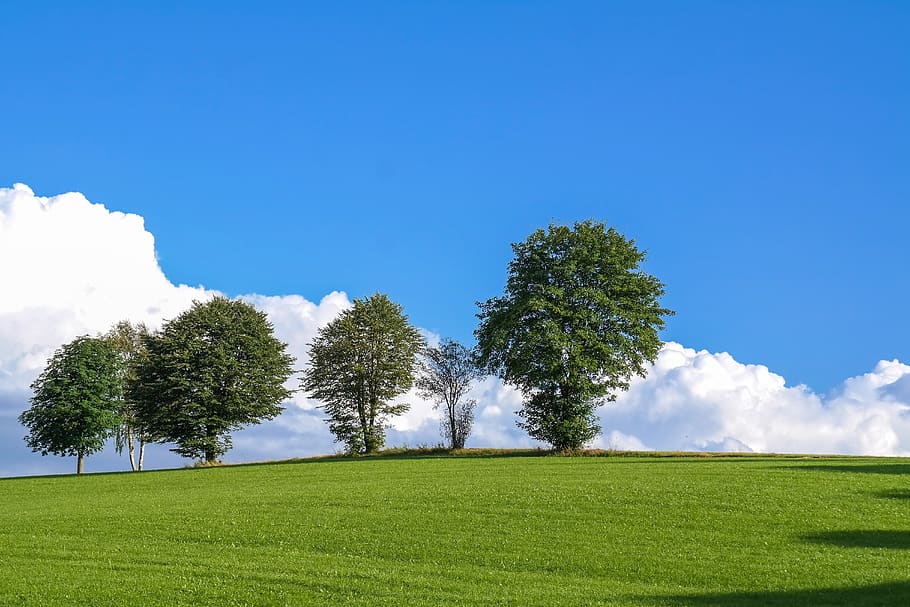 trees, clouds, meadow, nature, plant, sky, green color, grass HD wallpaper