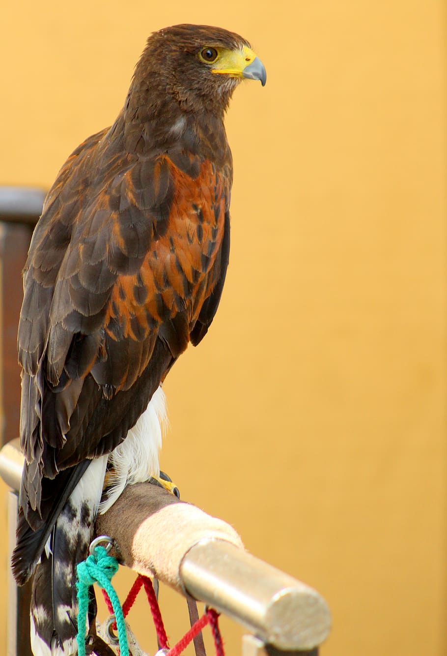 bird, raptor, eagle, nature, hawk, falconry, animal themes HD wallpaper