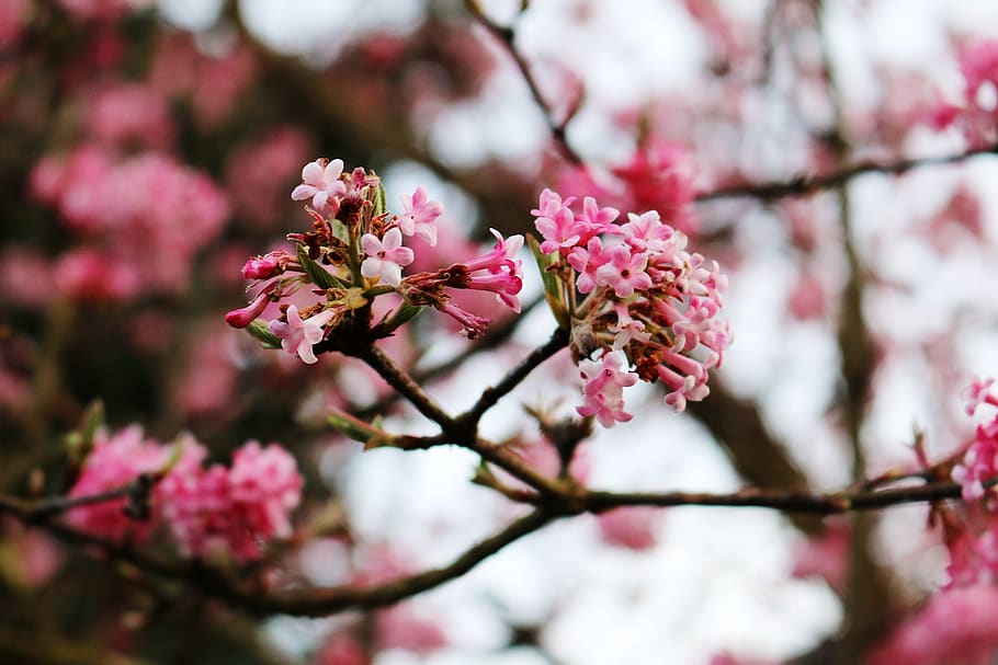 flowers, tree, aesthetic, spring, bloom, pink, nature, flowering plant HD wallpaper