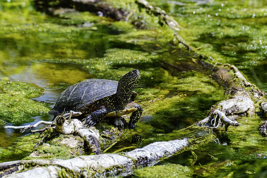 european, marsh turtle, pond, reptile, water creature, panzer HD wallpaper