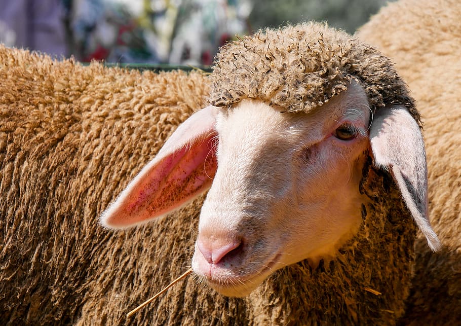 animal, sheep, wool, lamb, flock, animal portrait, agriculture, HD wallpaper