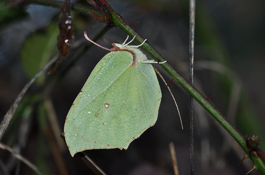 butterfly, brimstone, winter, bug, wings, nature, insects, green color HD wallpaper