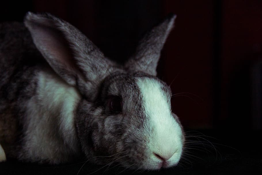 rabbit, bunny, hare, pet, animal, mammal, furry, animal themes HD wallpaper