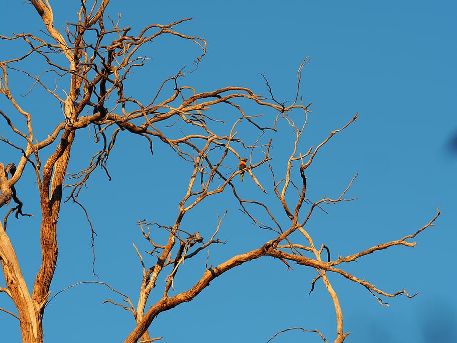 trees, bird, forest, dry tree, blue, branch, sky, bare tree HD wallpaper