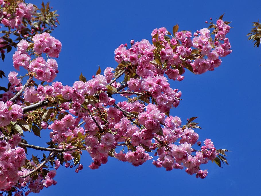 sakura, blooms, flowers, tree, japan, blooming sakura, pink HD wallpaper