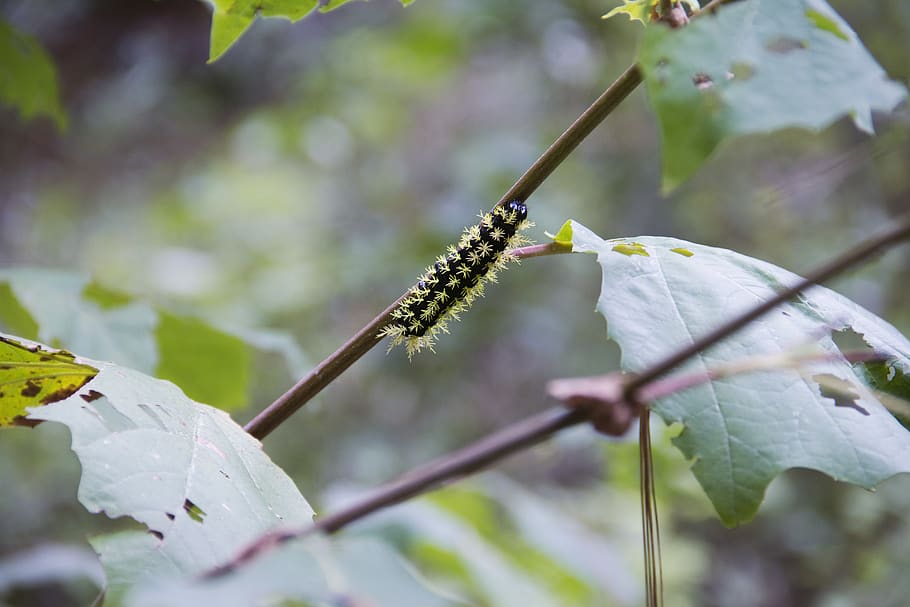 forest, nature, explore, worm, plant, close-up, leaf, plant part HD wallpaper