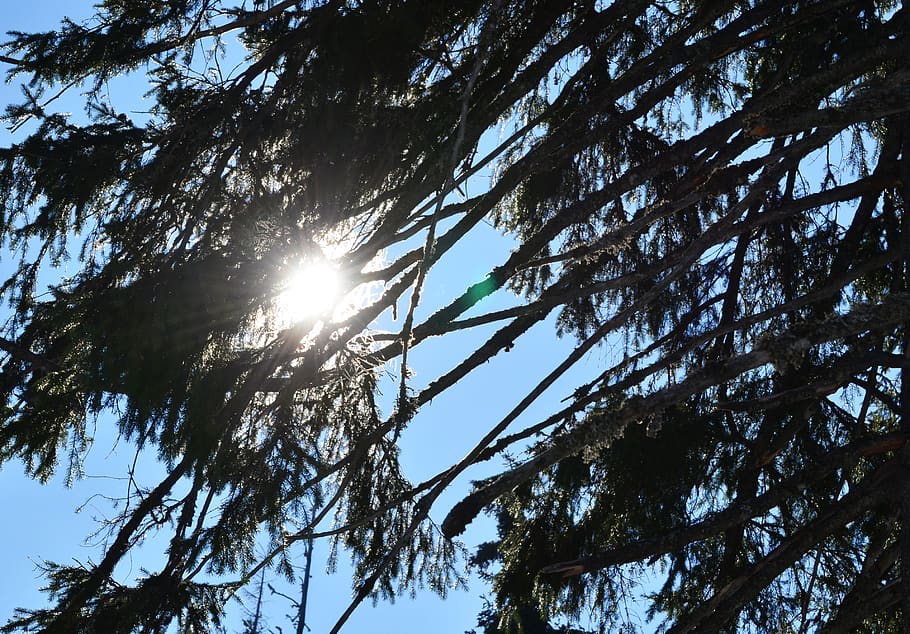 light, flare, fir, tree, plant, sunlight, abies, branches, sky HD wallpaper