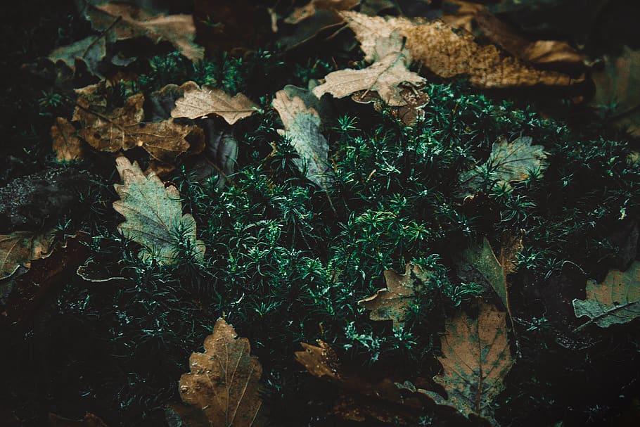 green leaf, plant, growth, nature, no people, plant part, day HD wallpaper