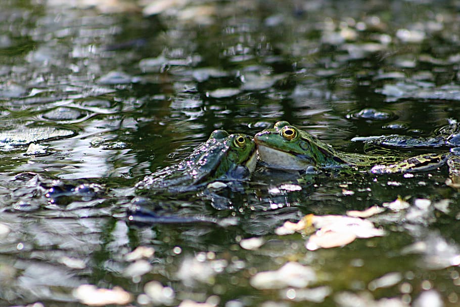 frog, frogs, water, pond, green, frog pond, animal, animal themes HD wallpaper