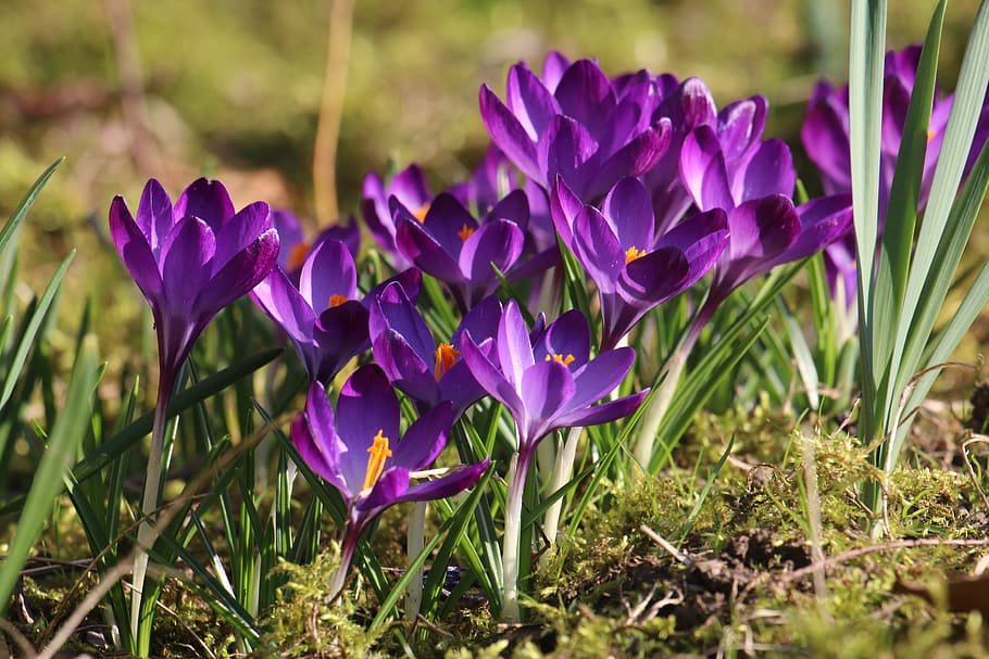 crocus, flowers, spring, purple, violet, garden, flowering plant HD wallpaper