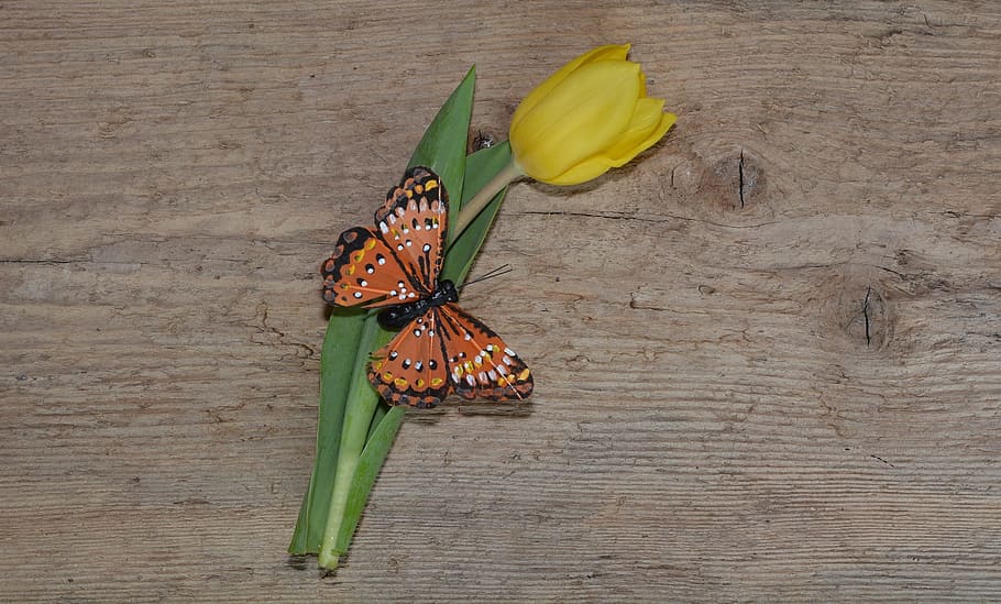 butterfly, tulip, insect, bloom, blooming, nature, garden, flower HD wallpaper