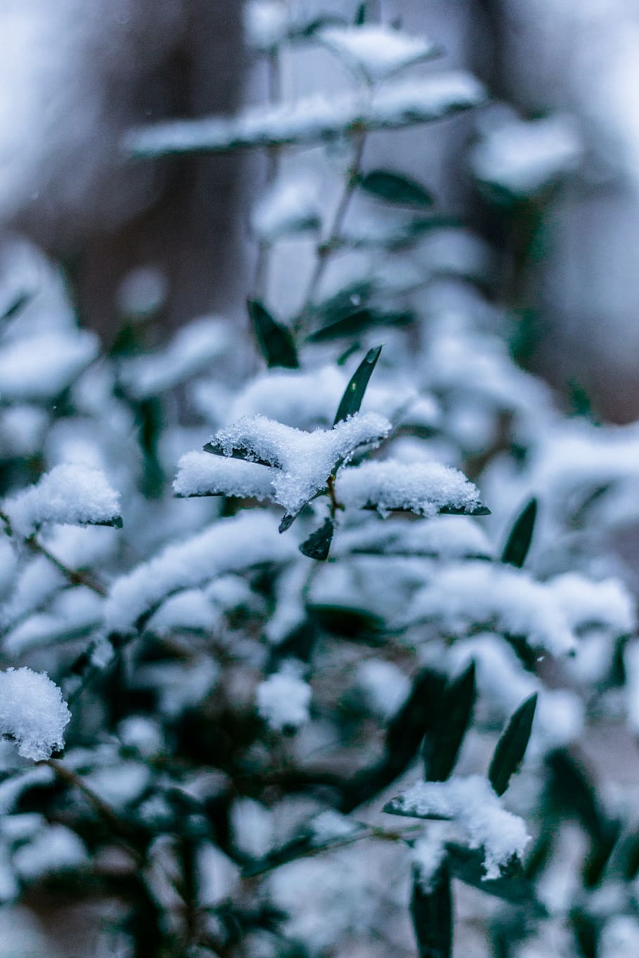 Snow Covered Plant, close-up, cold, frost, macro, season, snow capped HD wallpaper