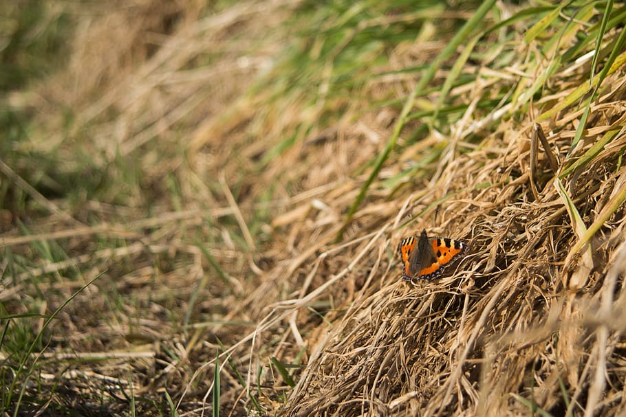animal themes, animal wildlife, invertebrate, insect, one animal HD wallpaper