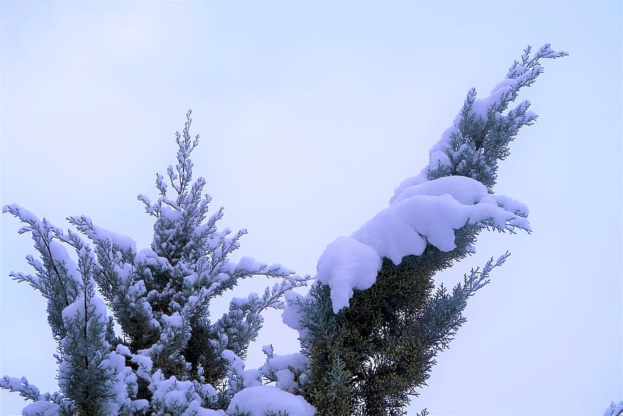 snow, winter, tree, pine, cold, nature, mountains, white, trees HD wallpaper