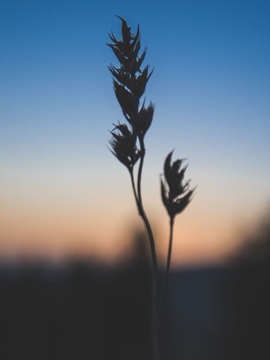 lake constance, grass, macro, moody, sundown, sunset, wheat HD wallpaper